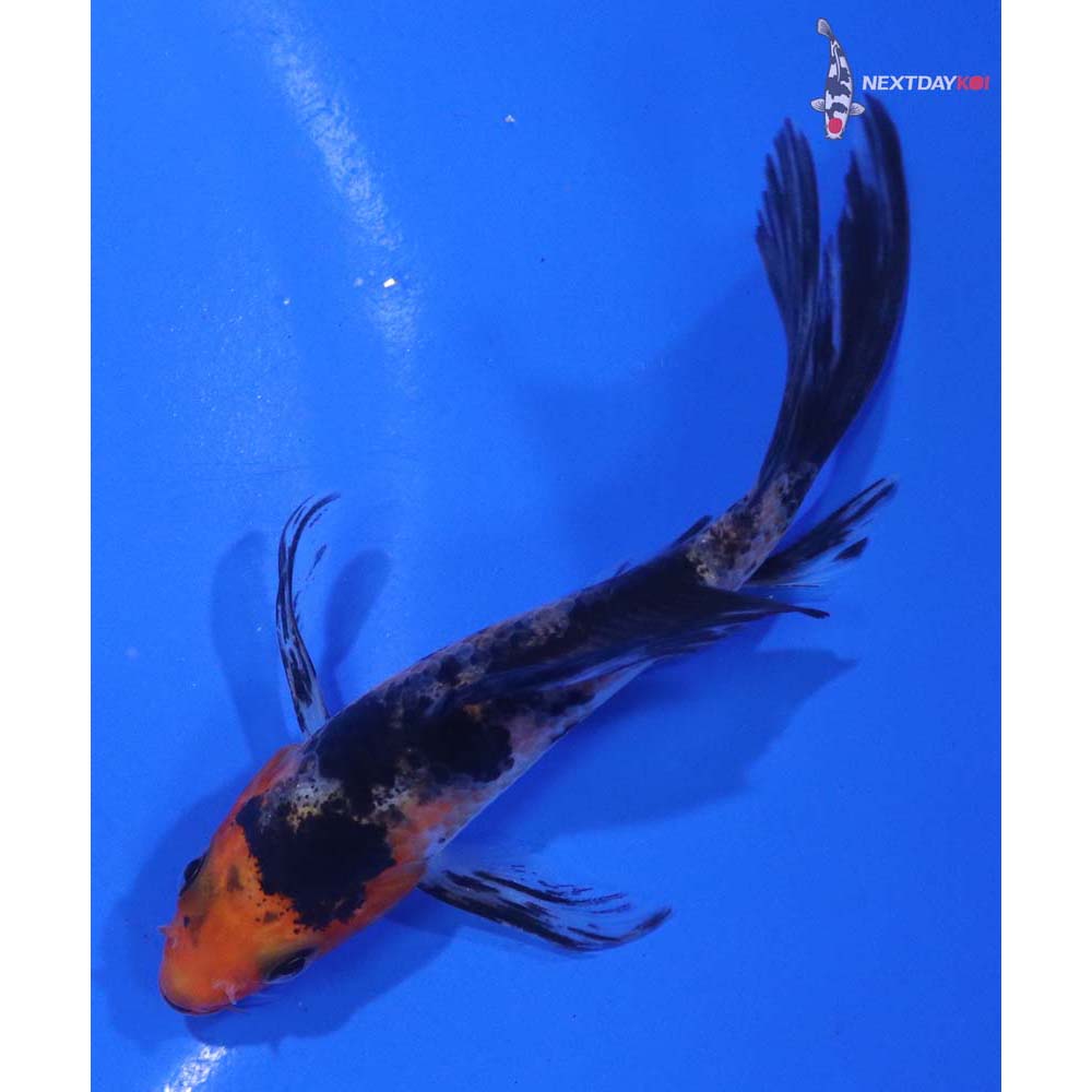 4” Imported Sanke Butterfly Koi