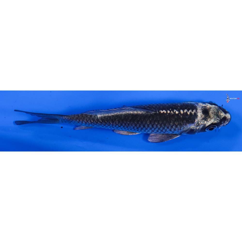 4” Imported Gin Matsuba