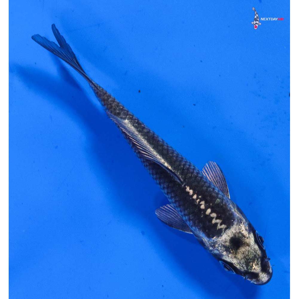 4” Imported Gin Matsuba
