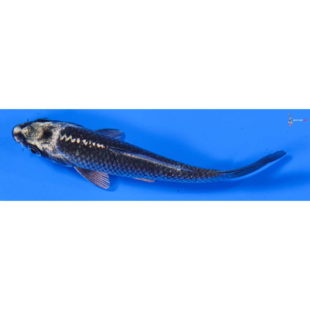 4” Imported Gin Matsuba