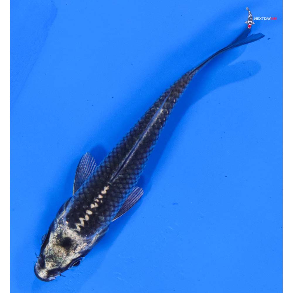 4” Imported Gin Matsuba