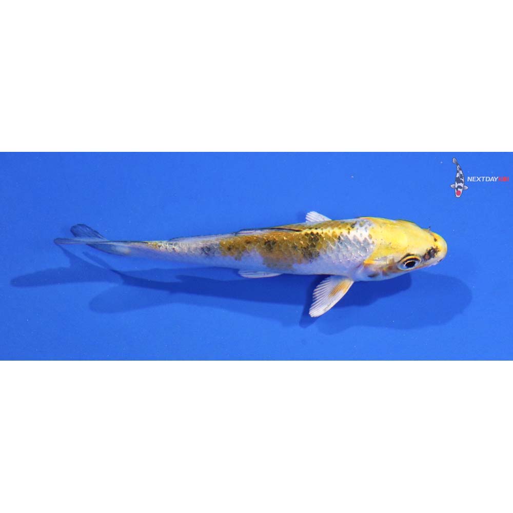 3” Imported Yamato Nishiki