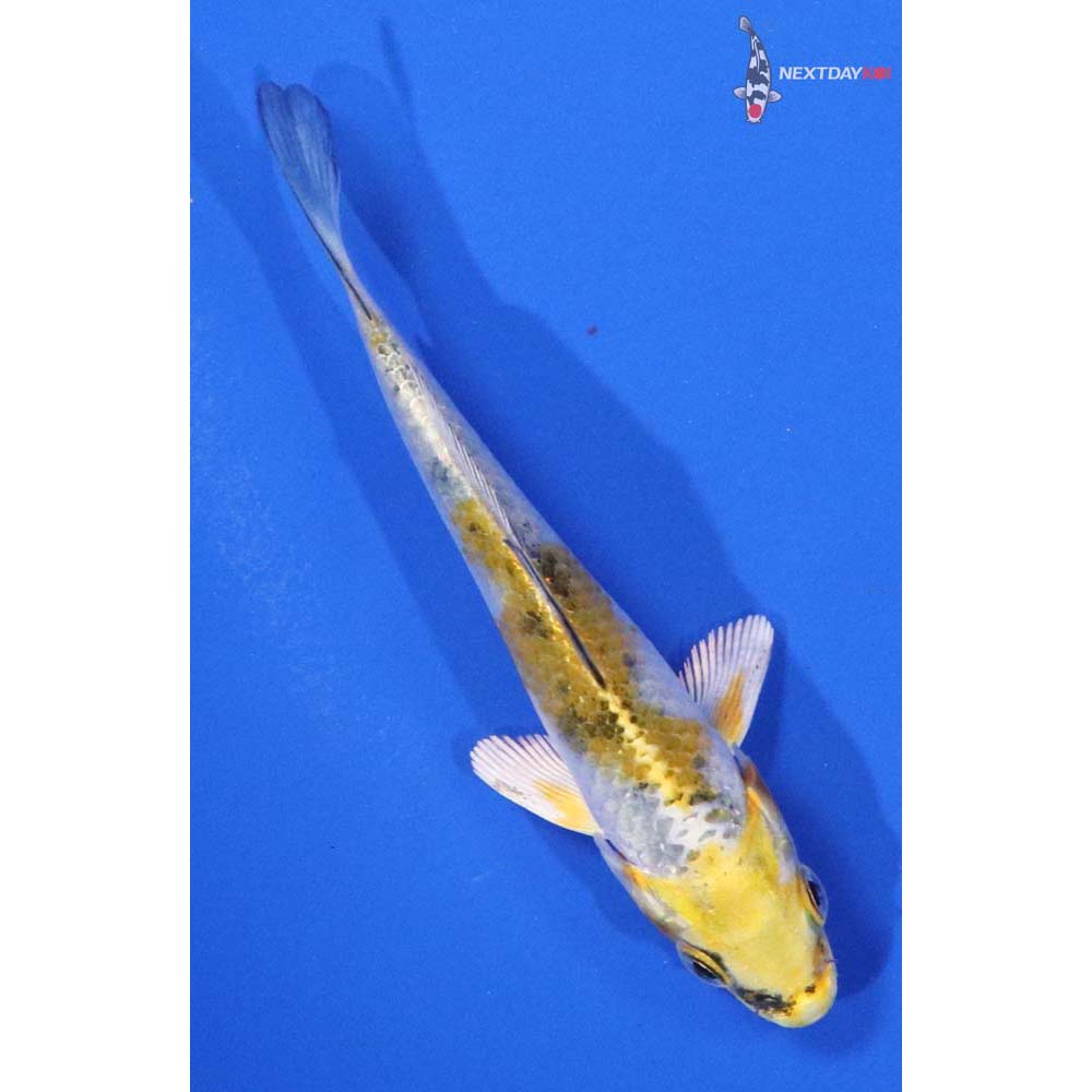 3” Imported Yamato Nishiki