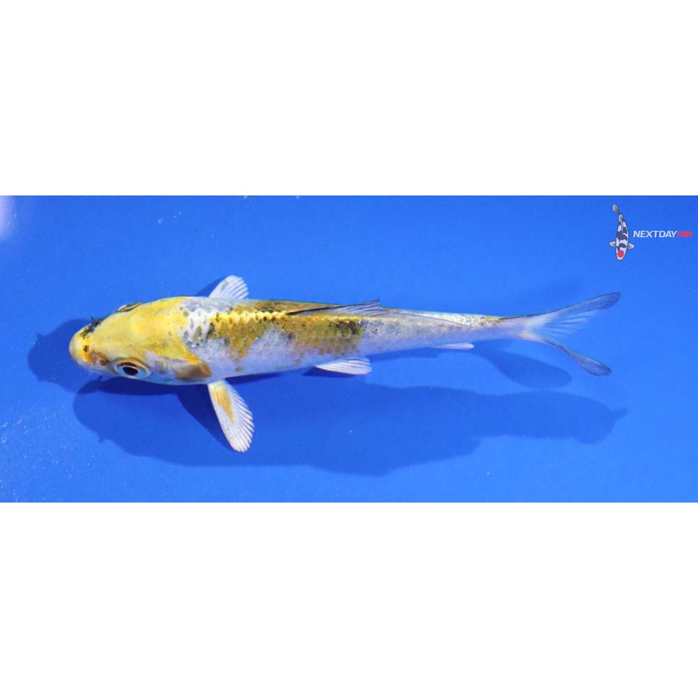 3” Imported Yamato Nishiki