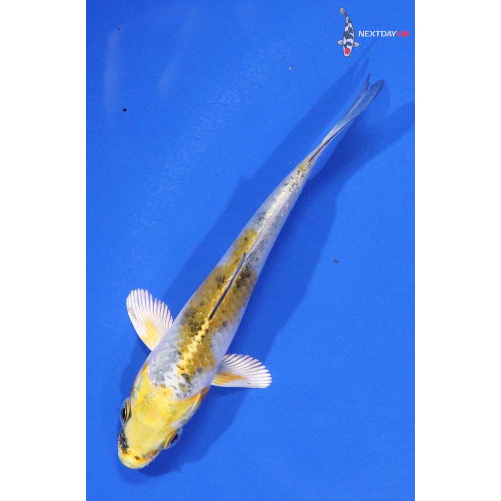 3” Imported Yamato Nishiki