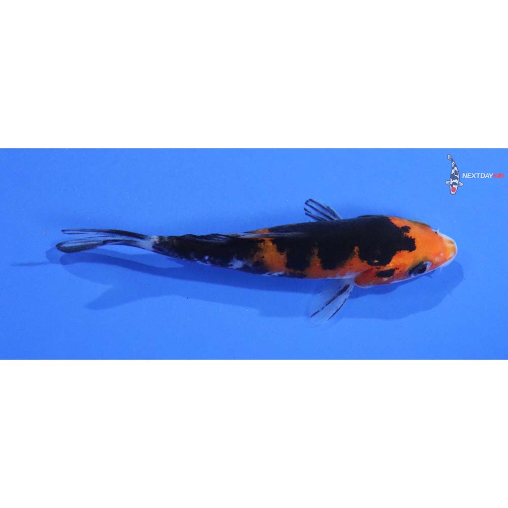 3” Imported Sanke