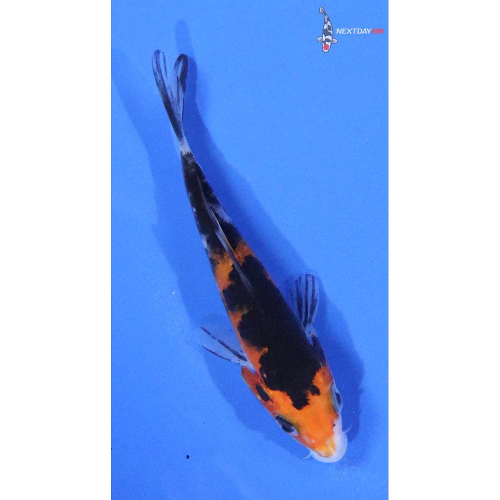 3” Imported Sanke