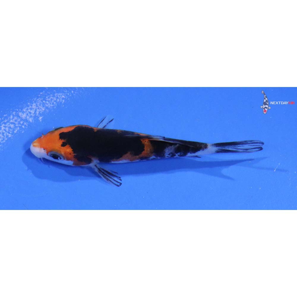 3” Imported Sanke