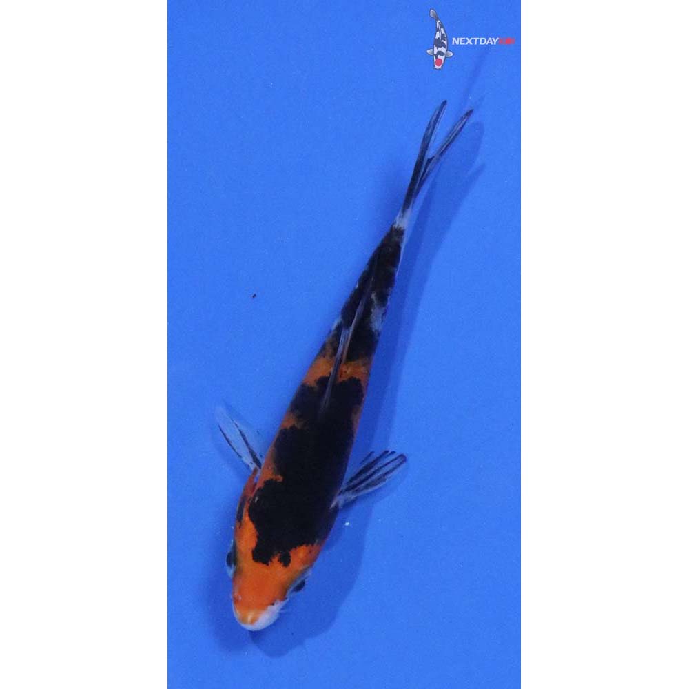 3” Imported Sanke