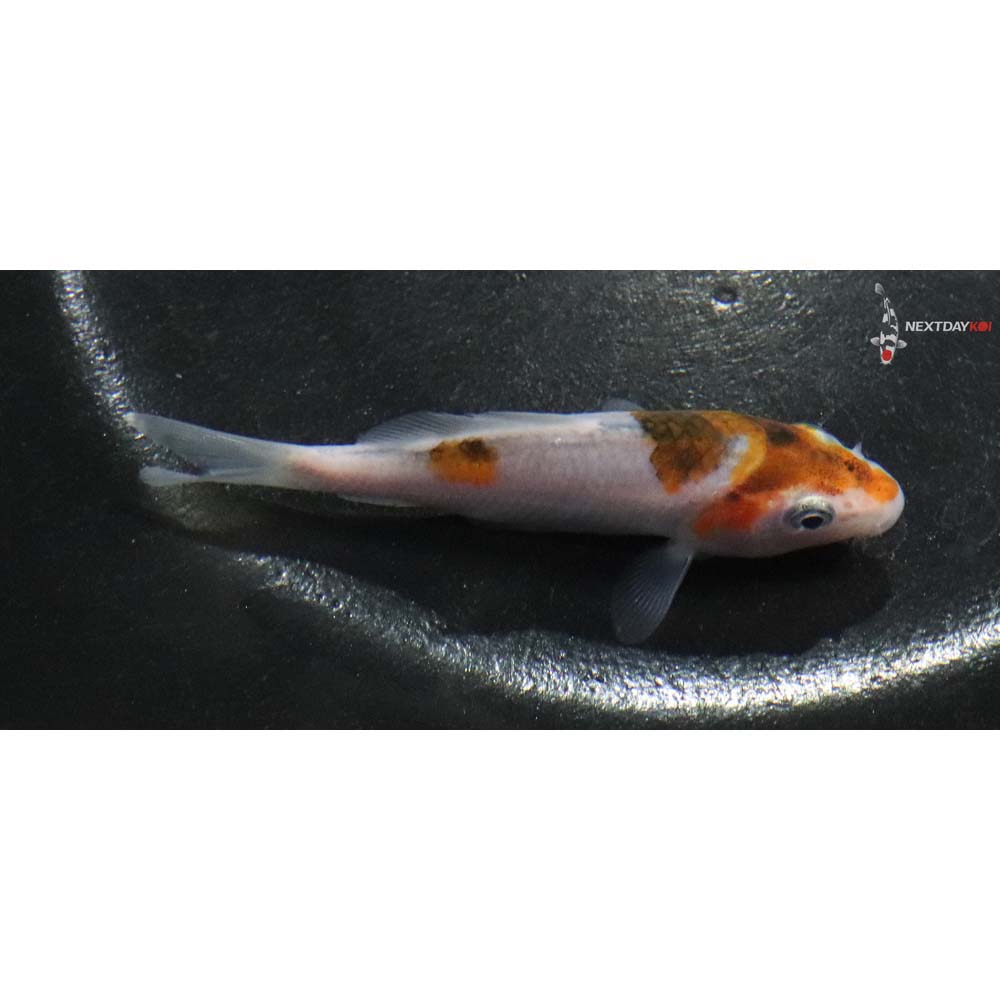 3” Imported Goromo