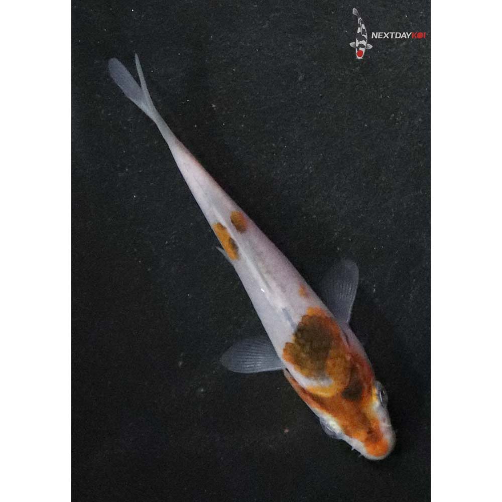 3” Imported Goromo