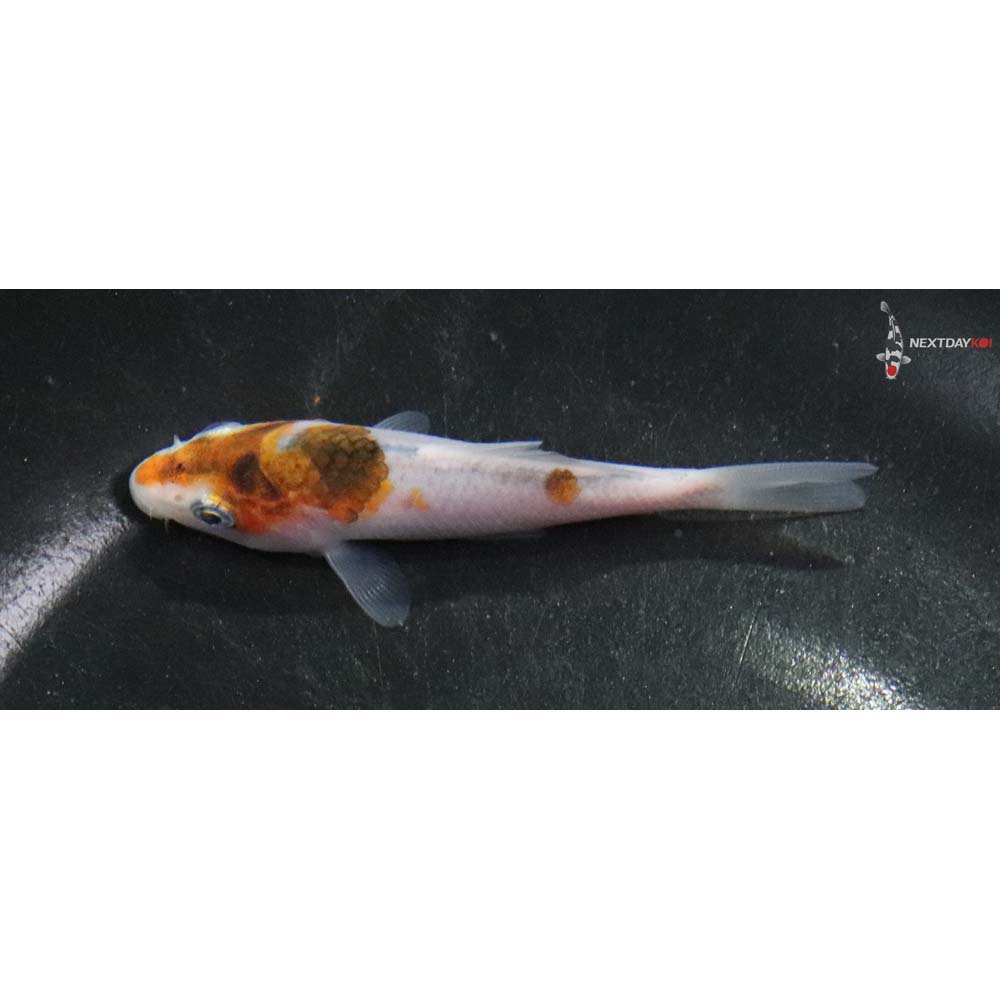 3” Imported Goromo