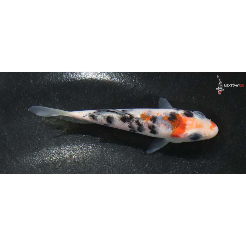 3” Imported Sanke