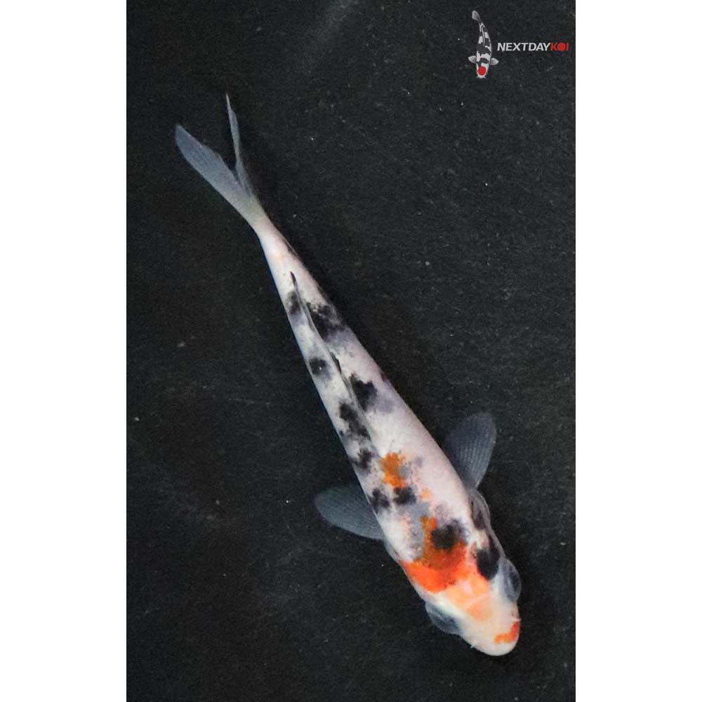 3” Imported Sanke