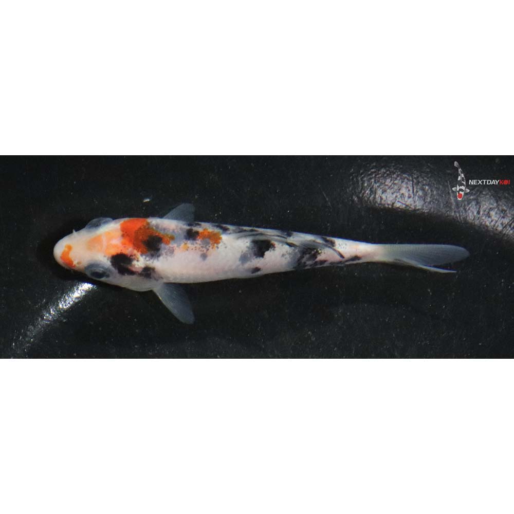 3” Imported Sanke
