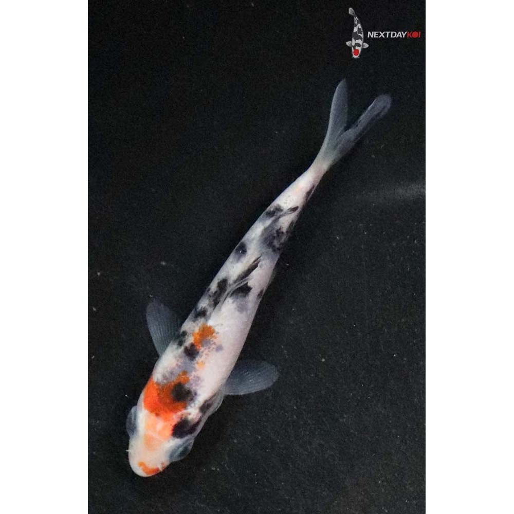 3” Imported Sanke