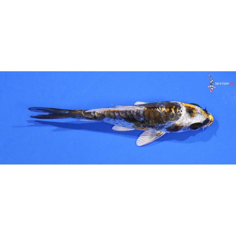 2.5” Imported Kin Kikokuryu