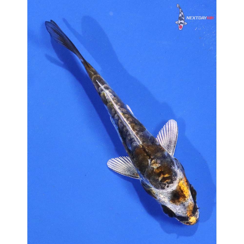 2.5” Imported Kin Kikokuryu