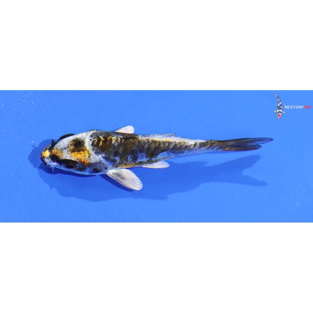 2.5” Imported Kin Kikokuryu