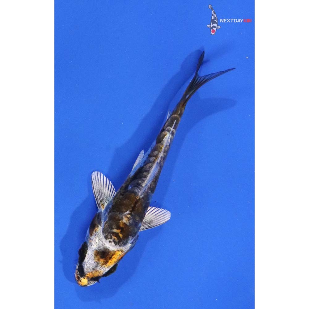 2.5” Imported Kin Kikokuryu