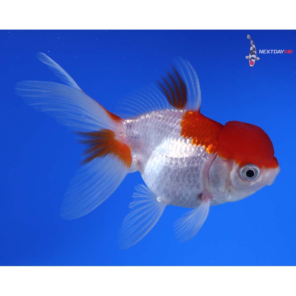 4” Imported Red and White Oranda