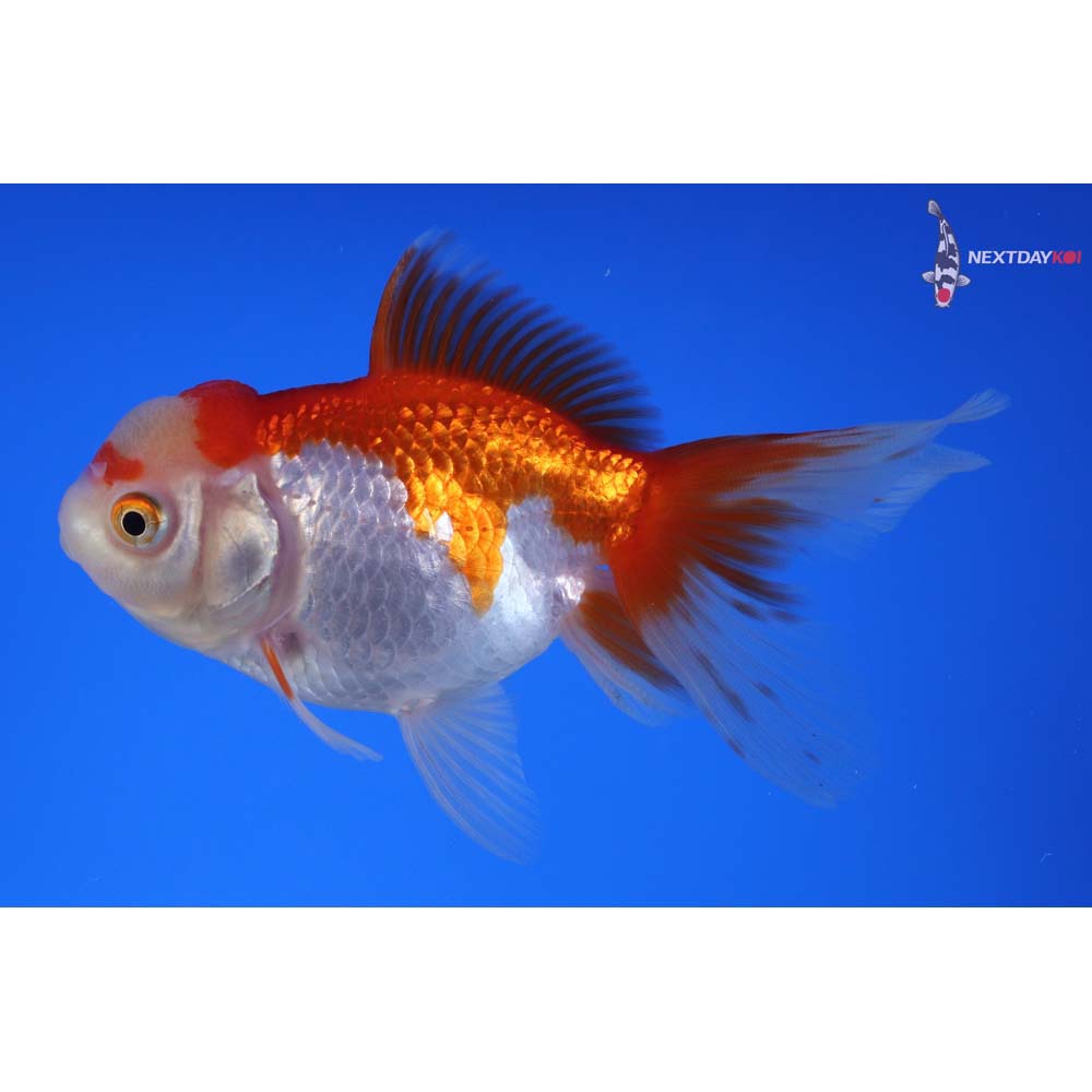 4” Imported Red and White Oranda