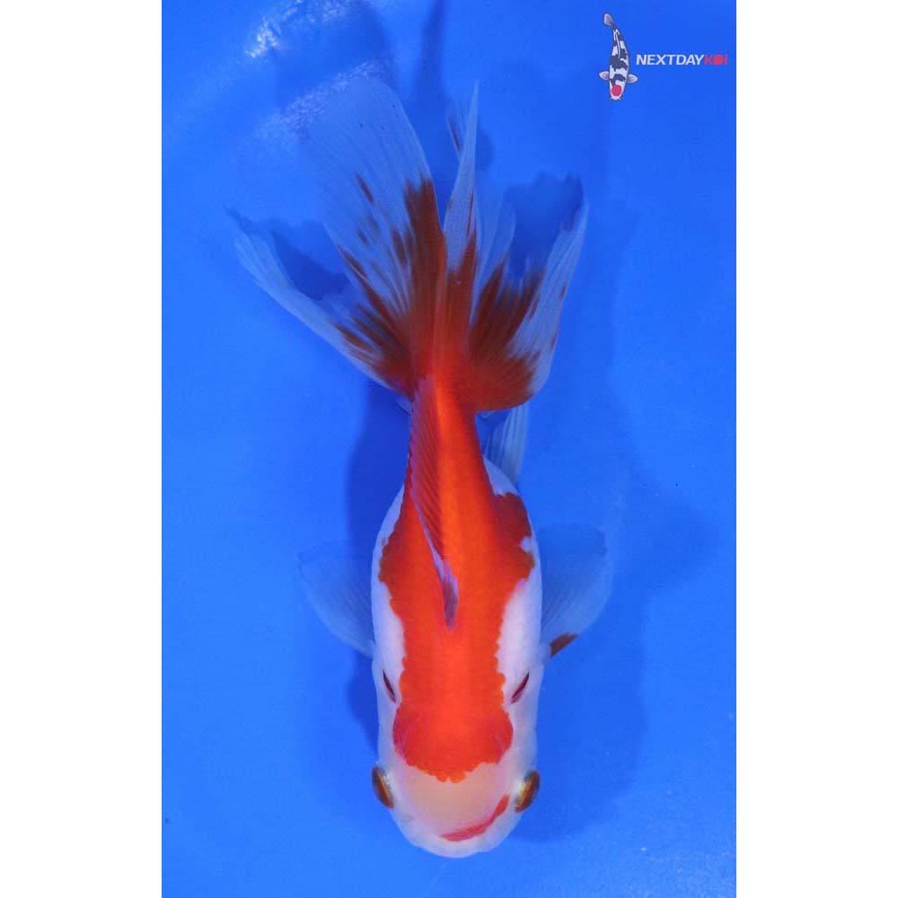 4” Imported Red and White Oranda
