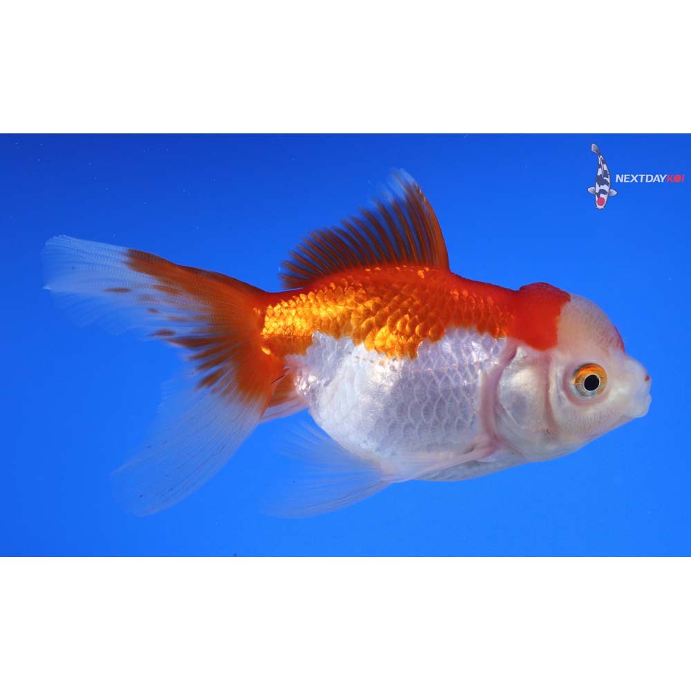4” Imported Red and White Oranda