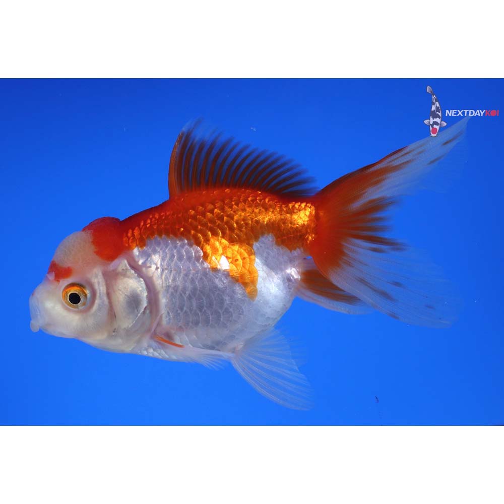 4” Imported Red and White Oranda
