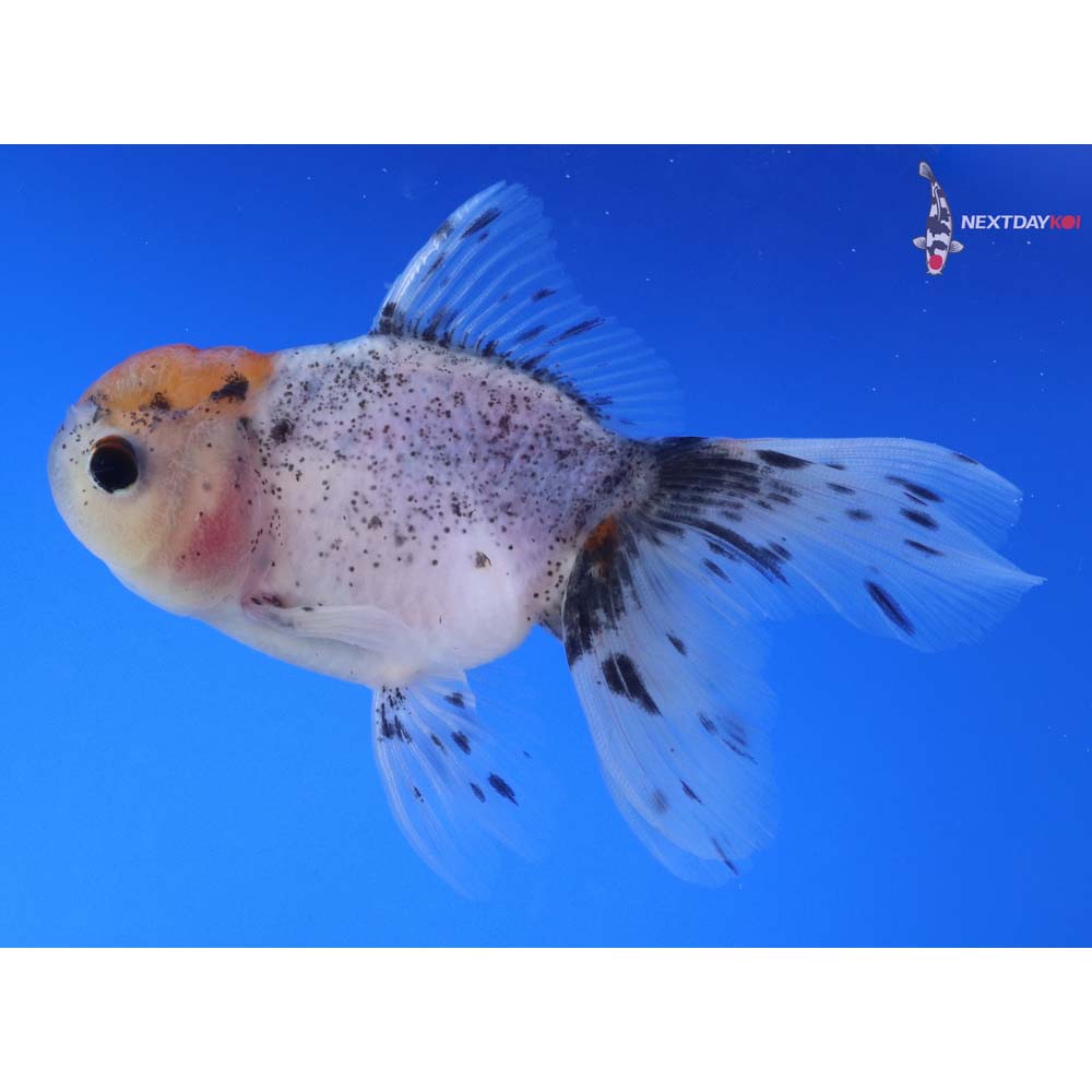 4” Imported Calico Oranda