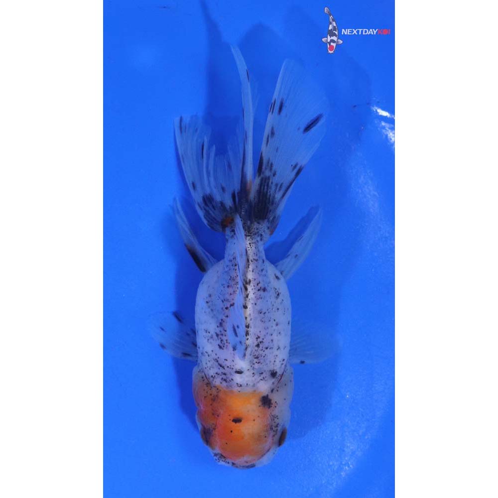 4” Imported Calico Oranda
