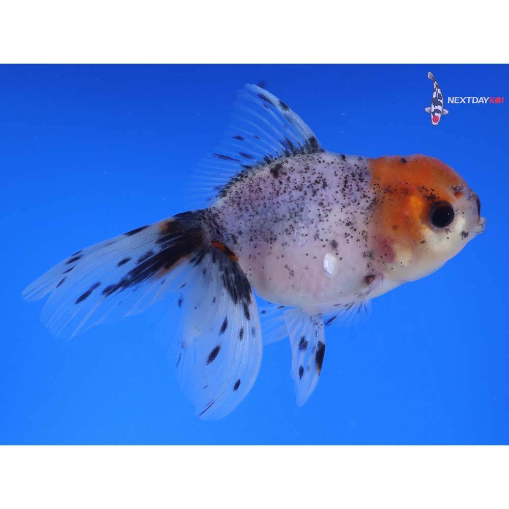 4” Imported Calico Oranda