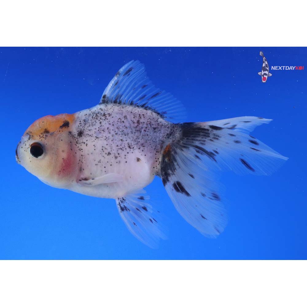 4” Imported Calico Oranda