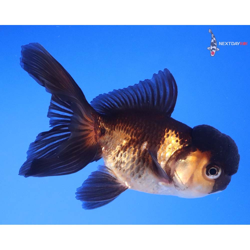 3.5” Imported Red and Black Oranda