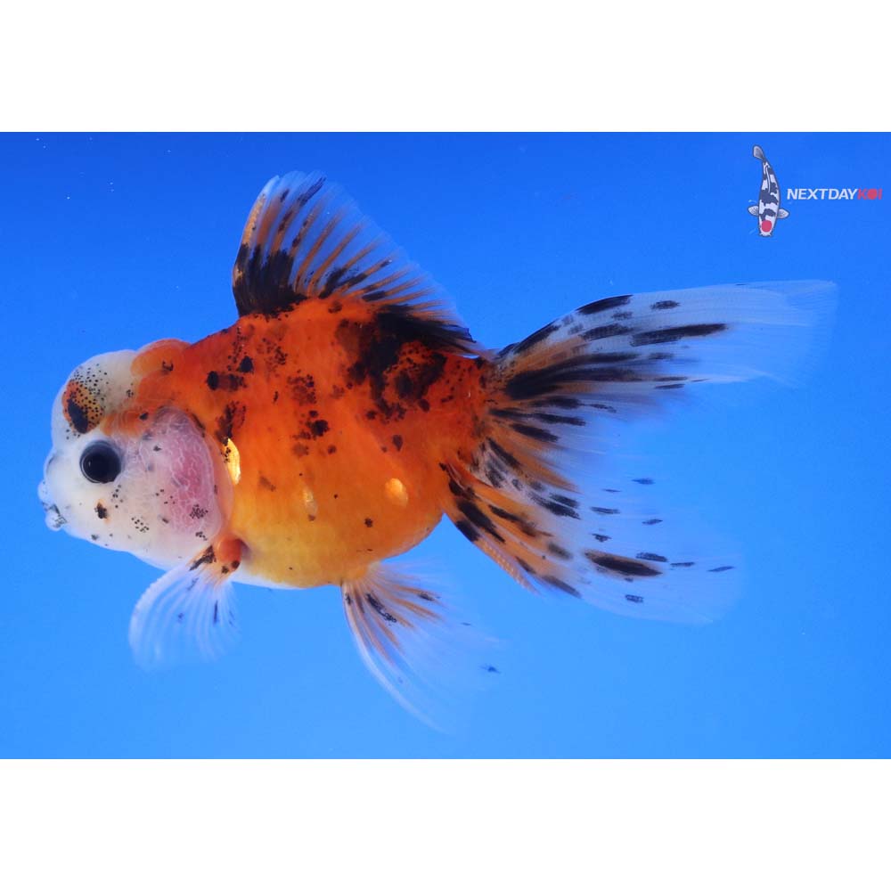 4” Imported Calico Oranda