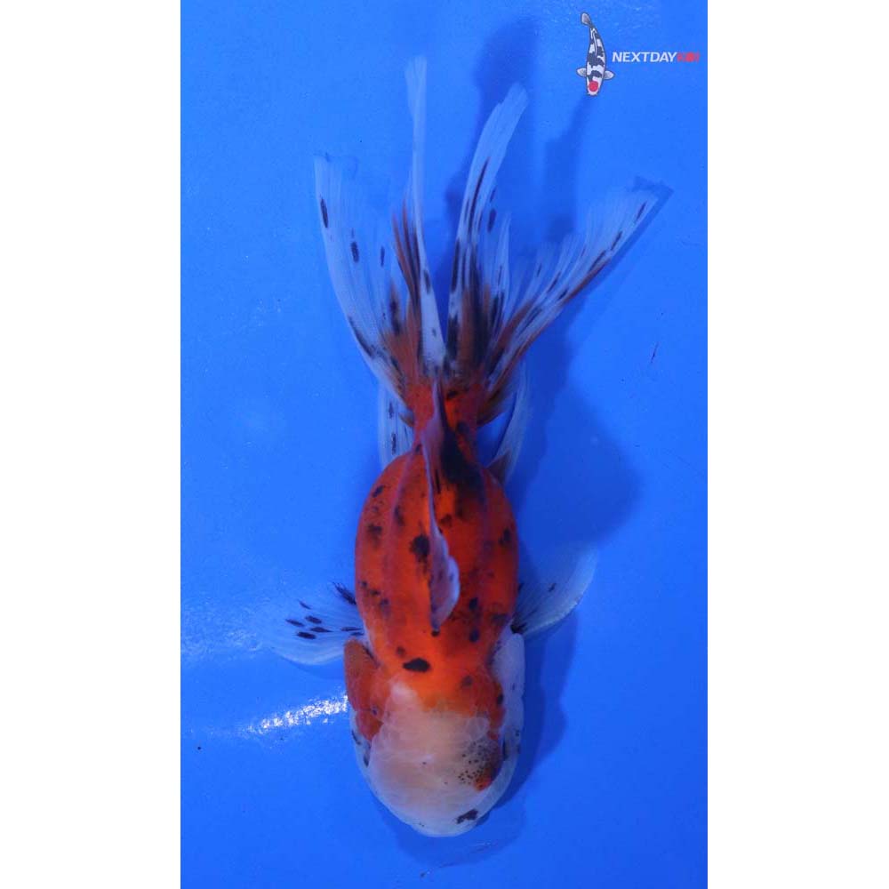 4” Imported Calico Oranda