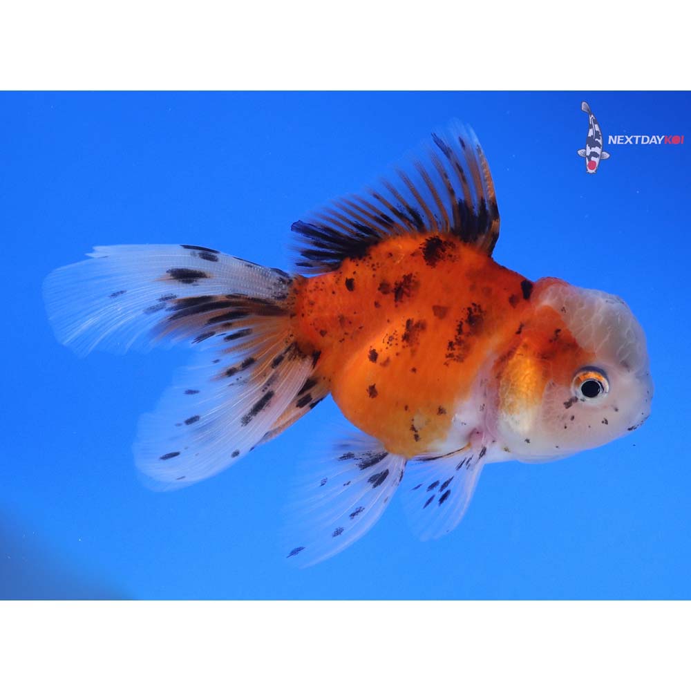 4” Imported Calico Oranda