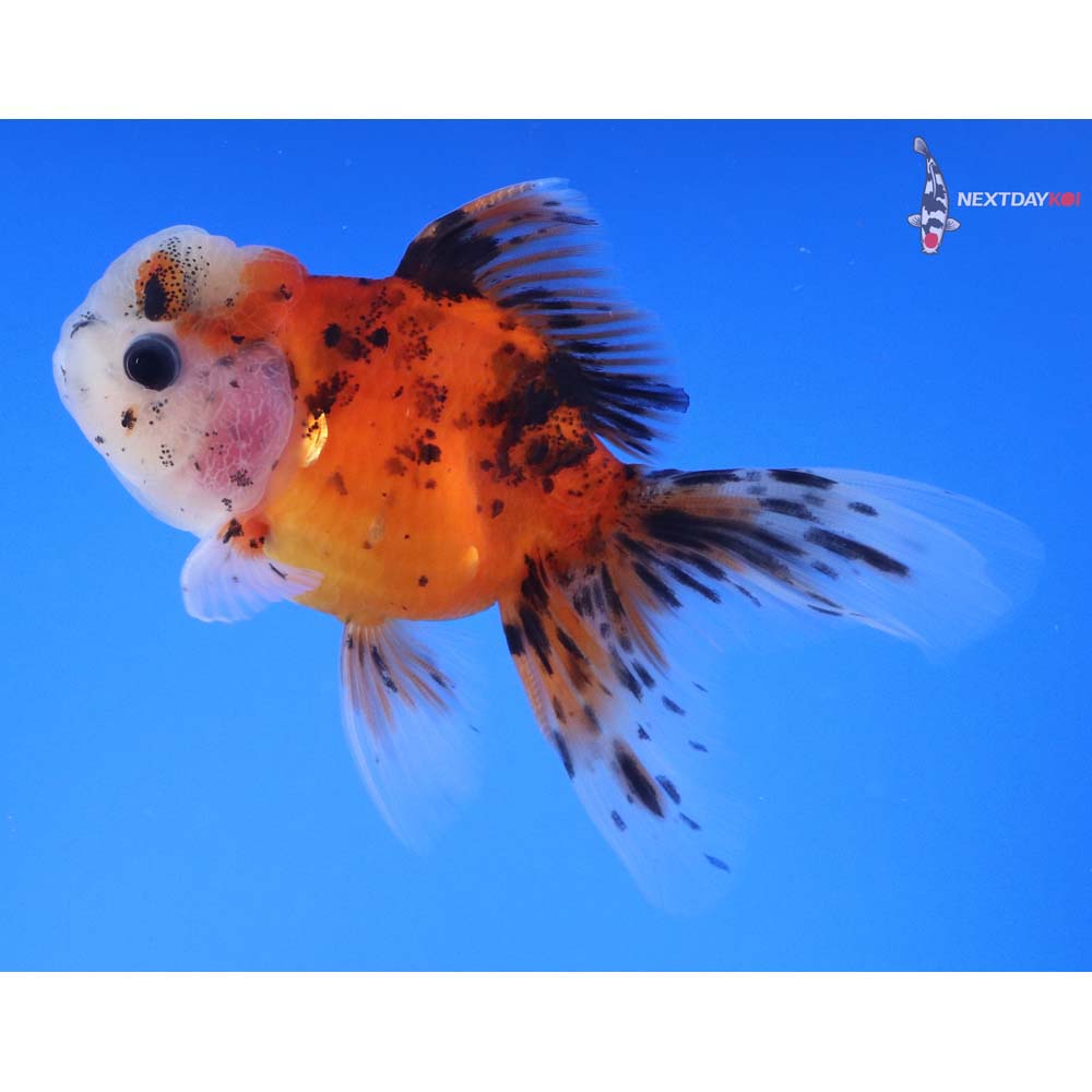 4” Imported Calico Oranda