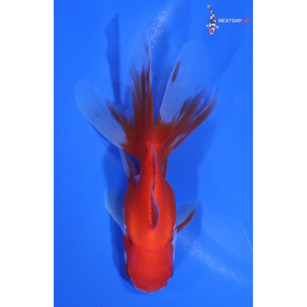 4” Imported Red and White Oranda