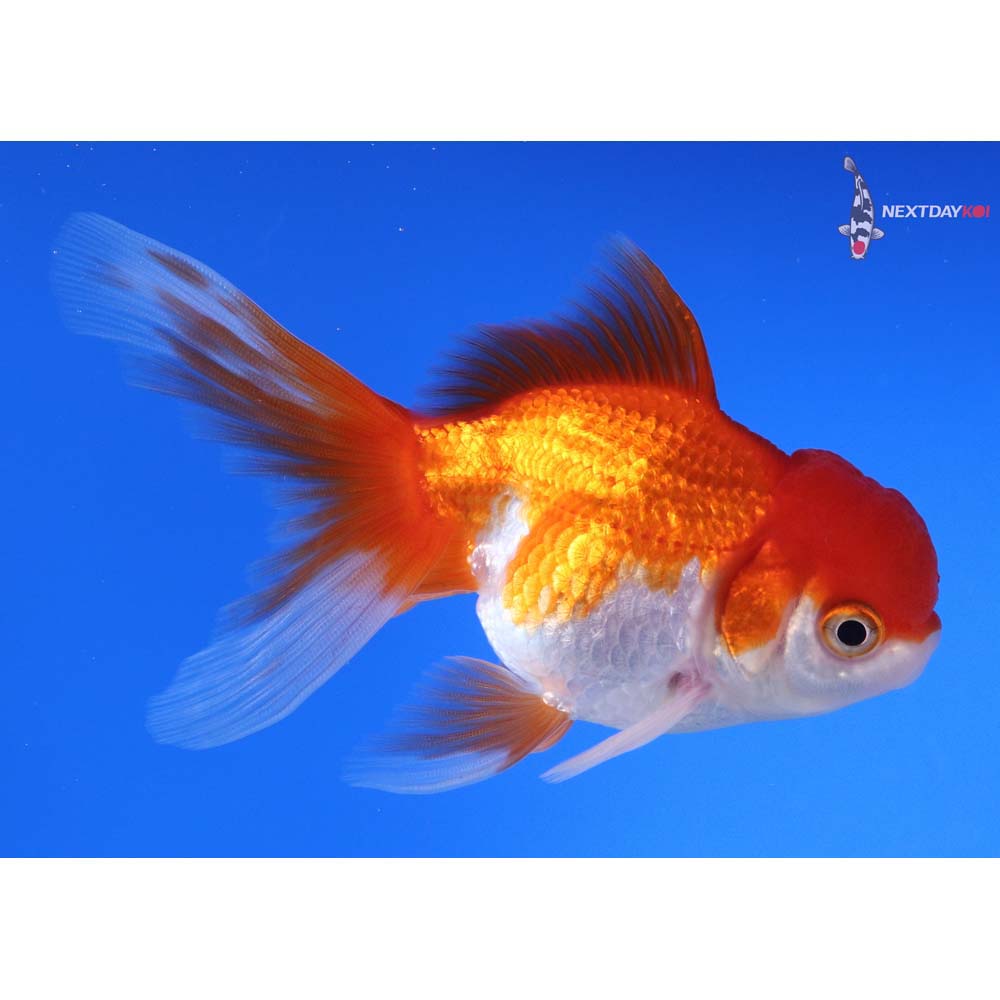 4” Imported Red and White Oranda
