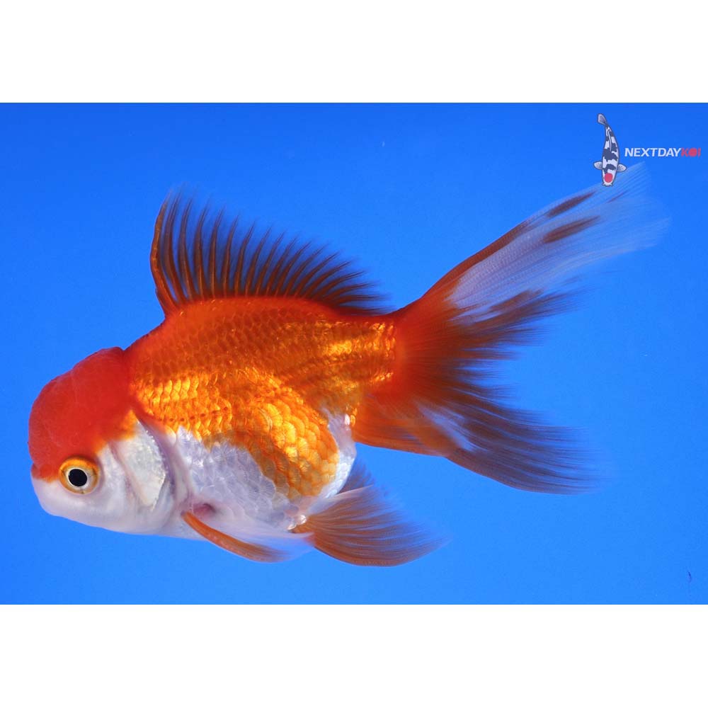 4” Imported Red and White Oranda