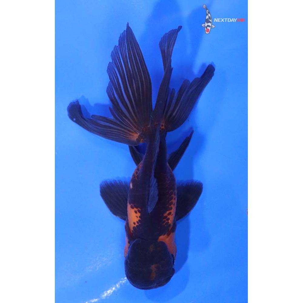 3.5” Imported Red and Black Oranda