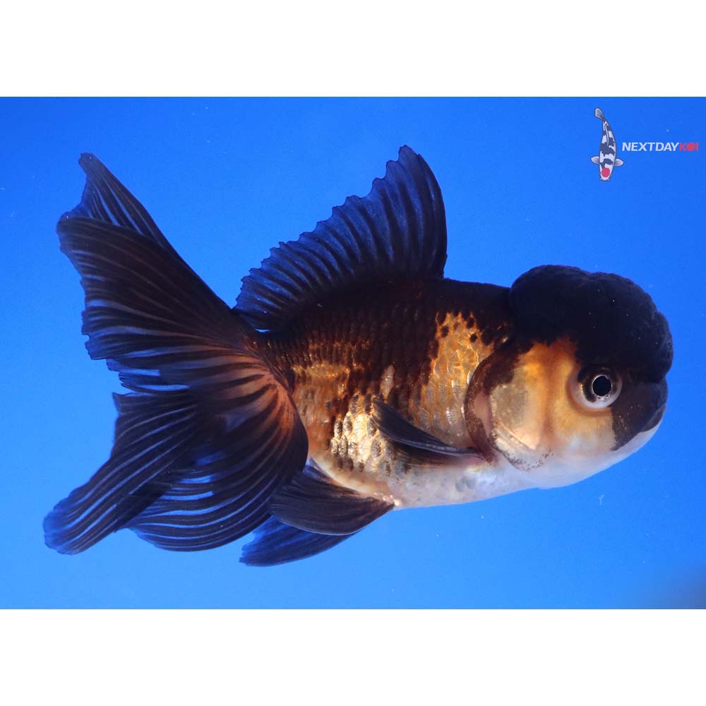 3.5” Imported Red and Black Oranda