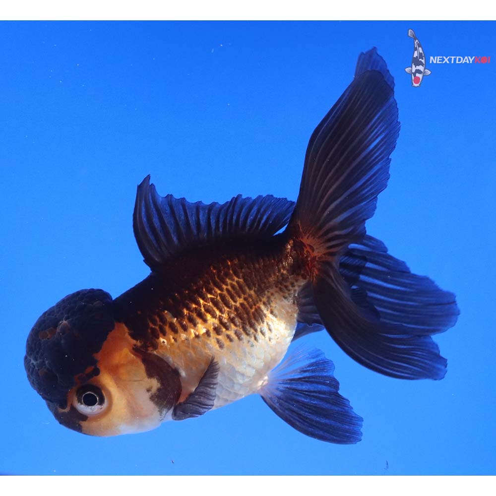 3.5” Imported Red and Black Oranda