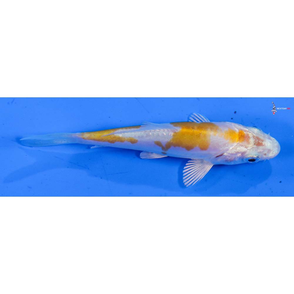 3” Imported Doitsu Lemon Hariwake