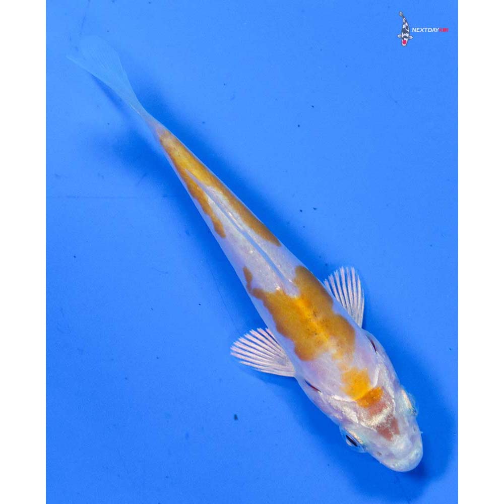 3” Imported Doitsu Lemon Hariwake