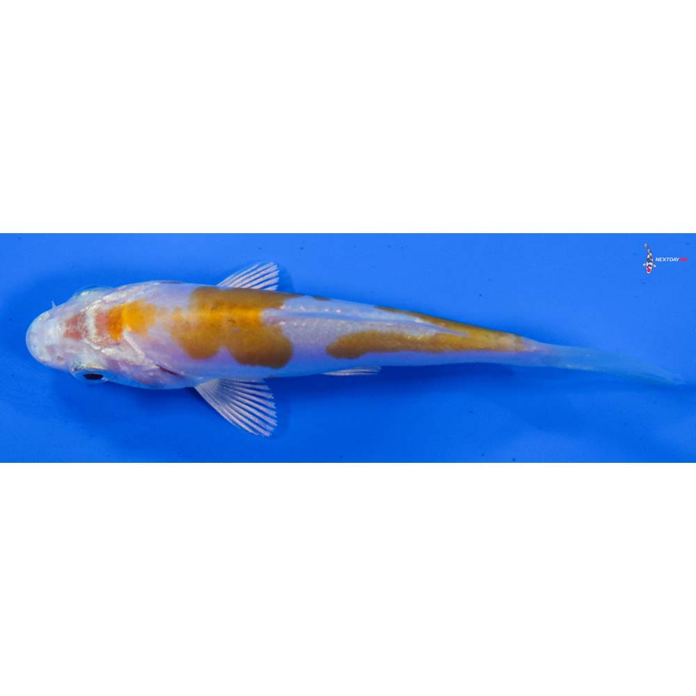 3” Imported Doitsu Lemon Hariwake