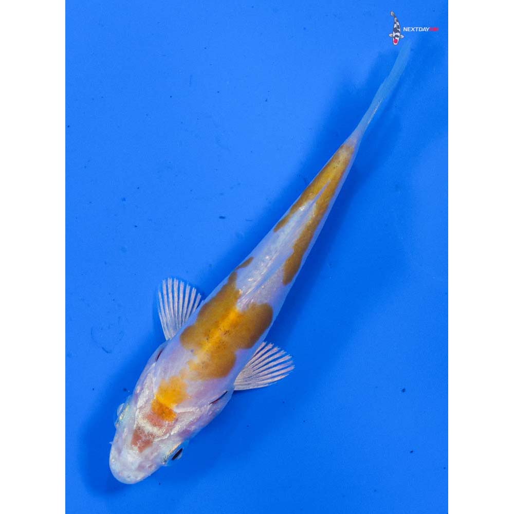3” Imported Doitsu Lemon Hariwake