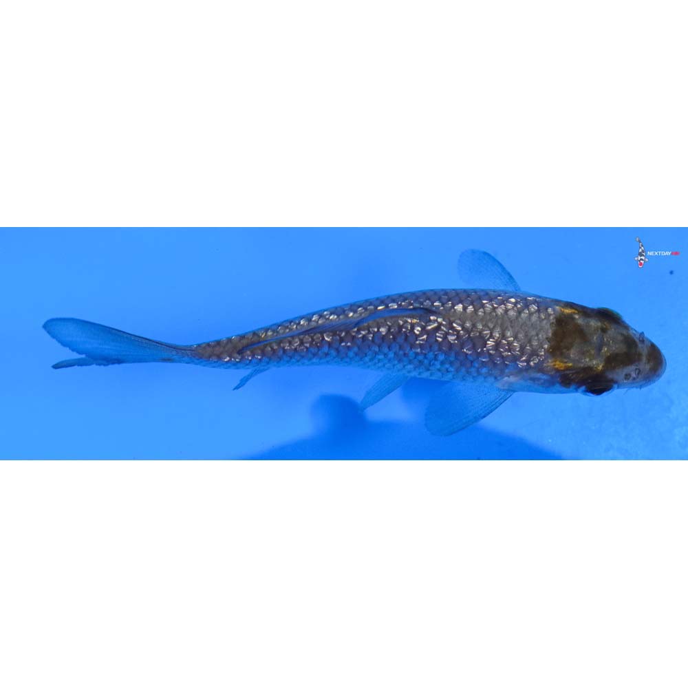 3” Imported Ochiba Shigure
