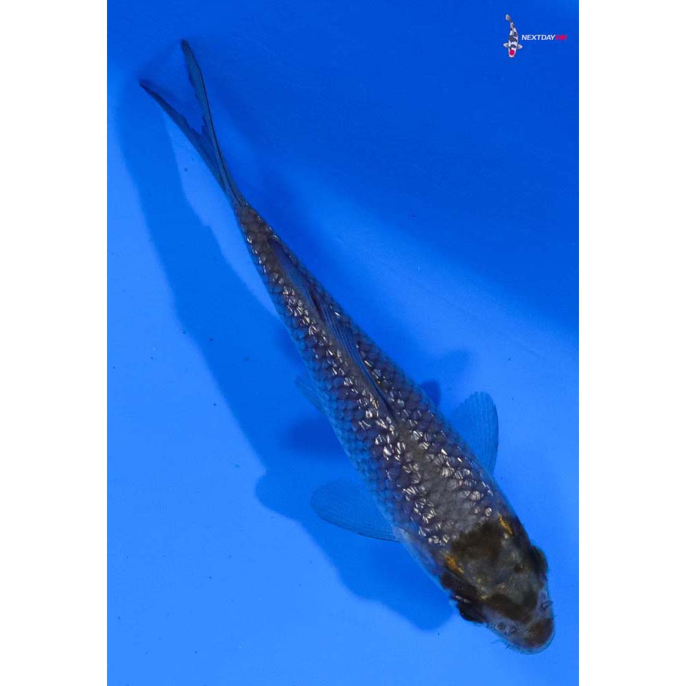 3” Imported Ochiba Shigure
